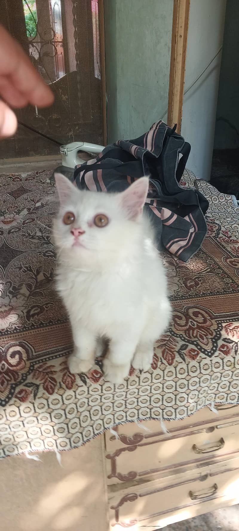 Persian cat 0