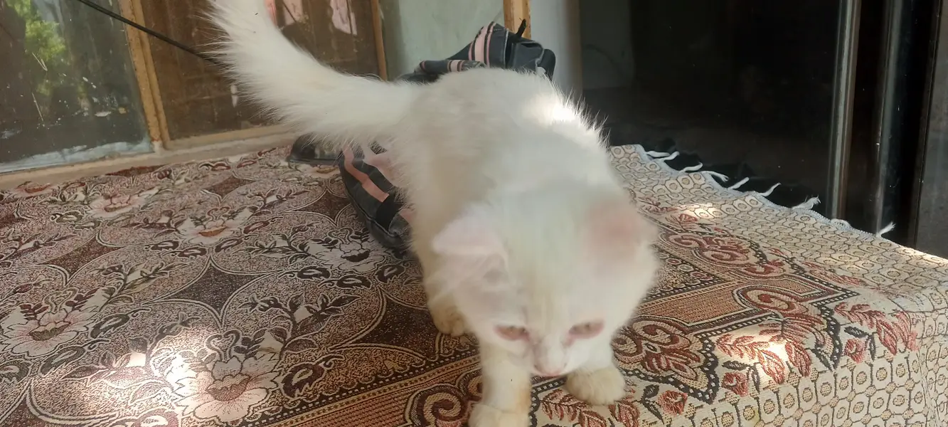 Persian cat — photo 2