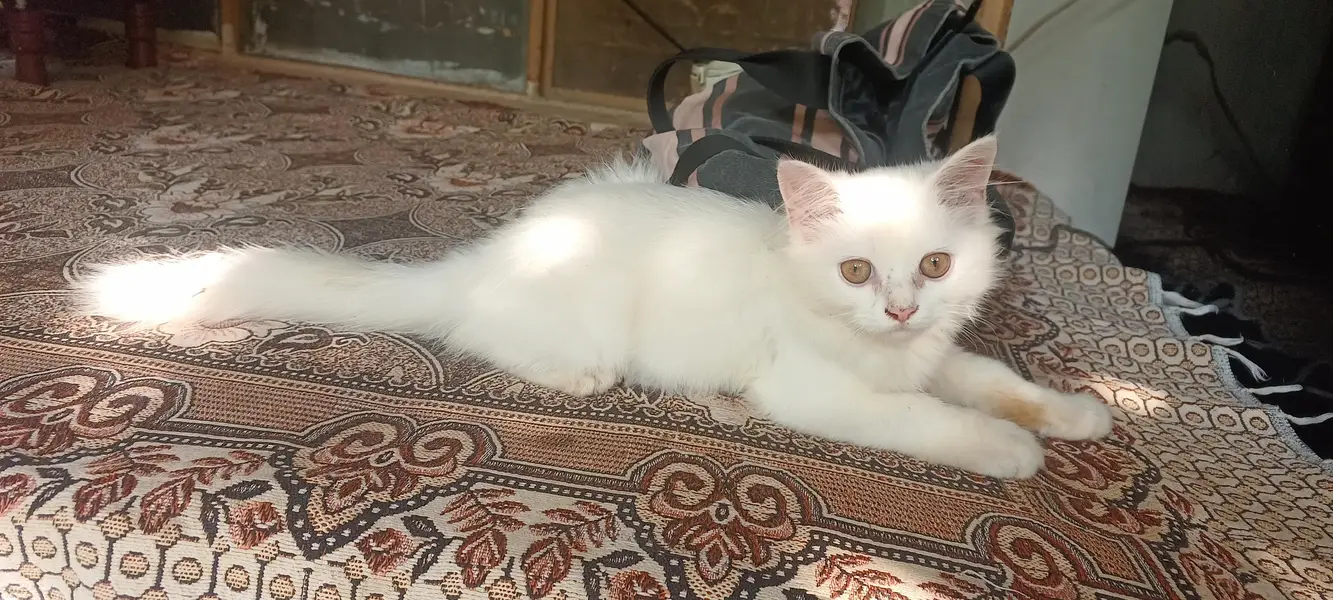 Persian cat — photo 3