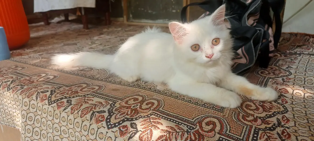 Persian cat — photo 4