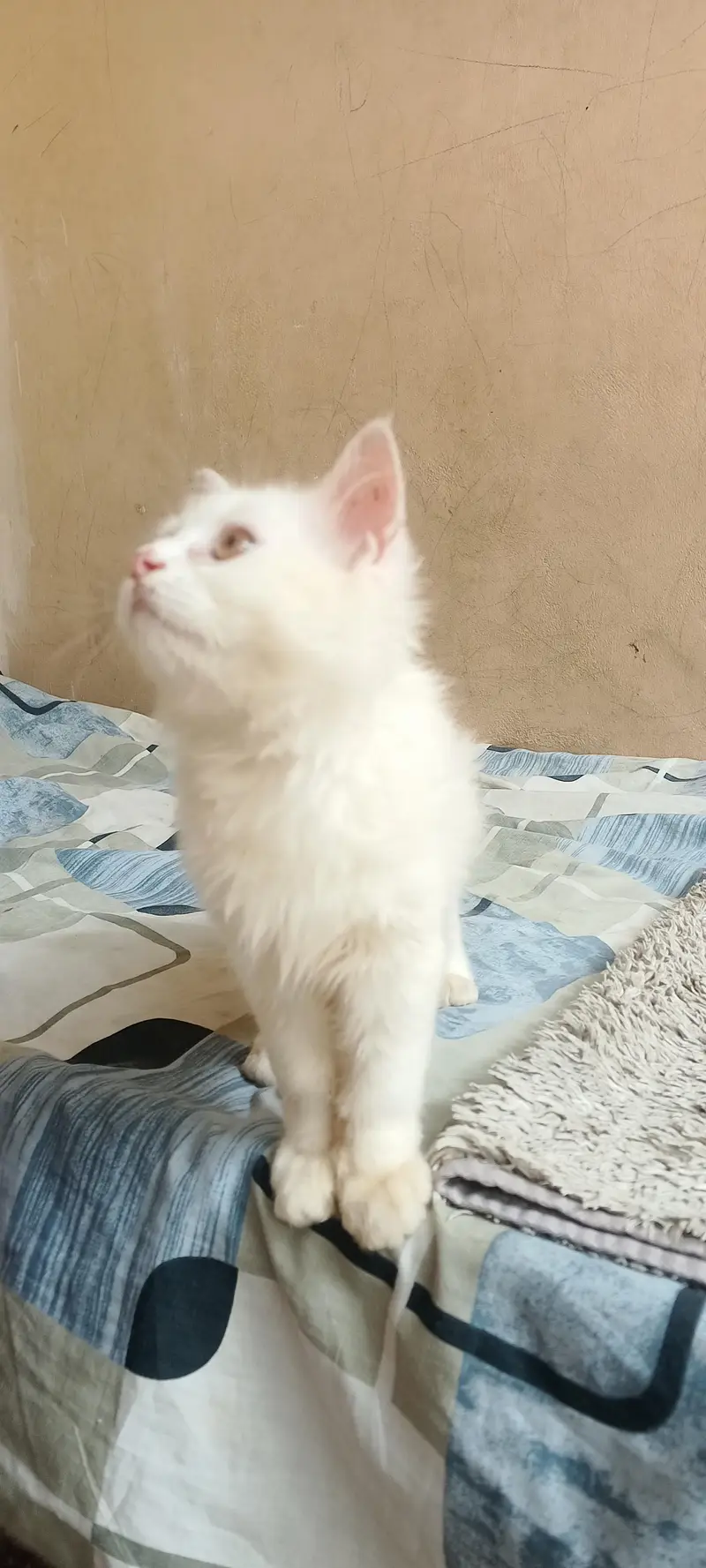 Persian cat — photo 5