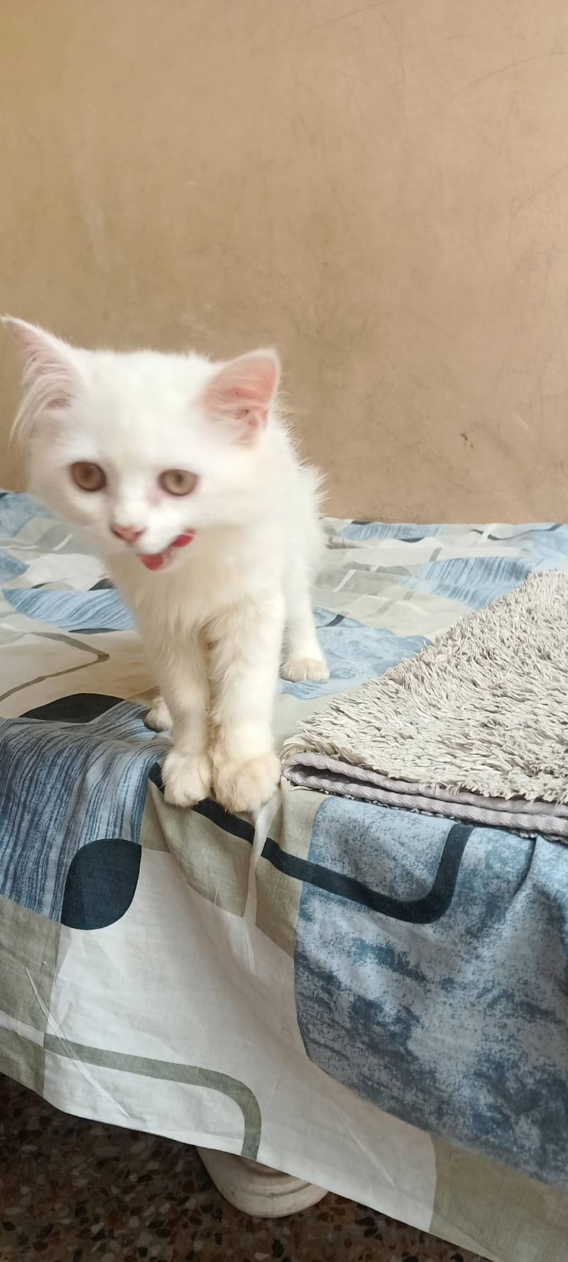 Persian cat 5