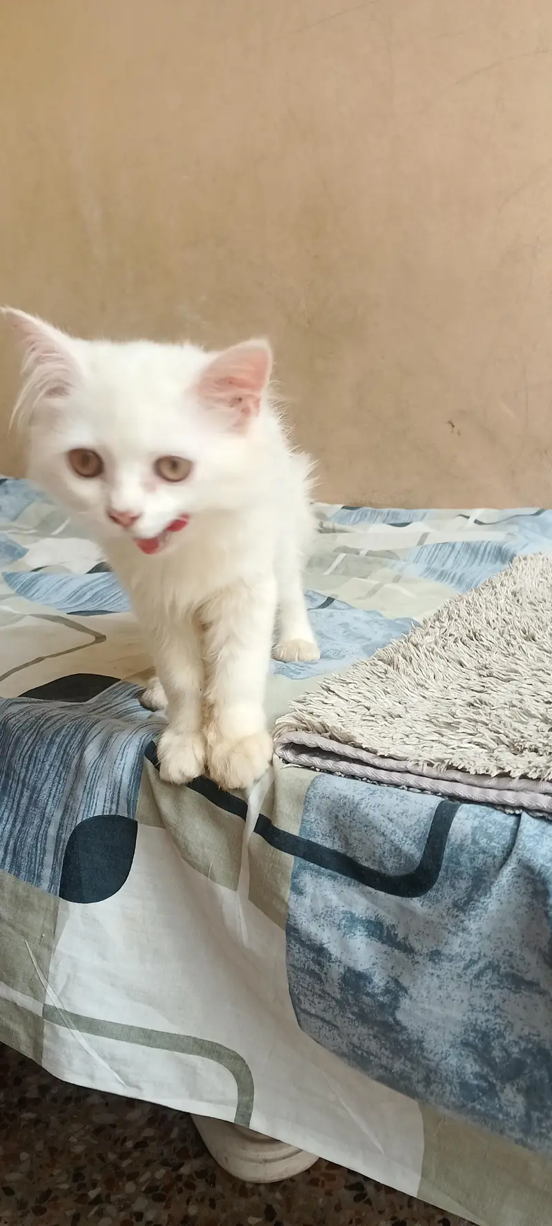 Persian cat — photo 6