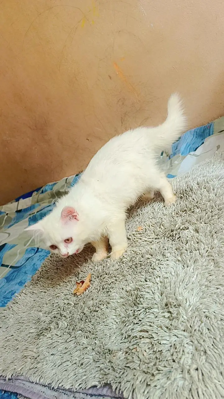 Persian cat — photo 7