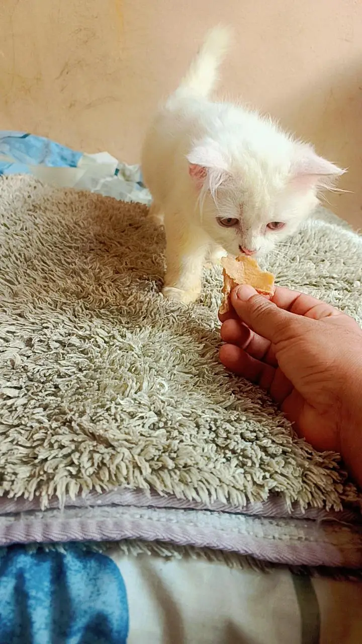 Persian cat — photo 8