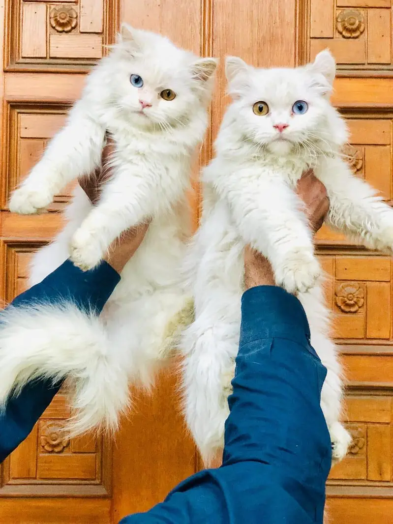 Persian triple coated cats for sale cash on delivery available hy — photo 2