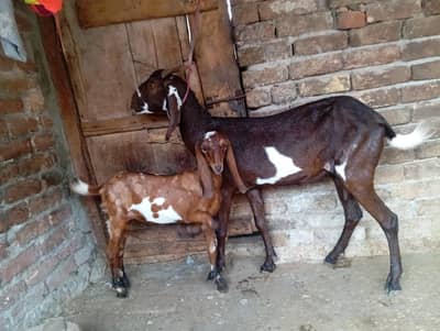 Nagri beetal goat with one female kid