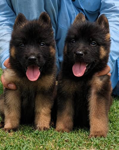 german sepherds dog
