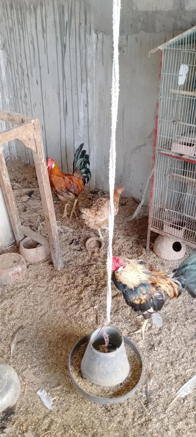 ghr ki hens he sb ek sath sell krna he muijh — photo 2