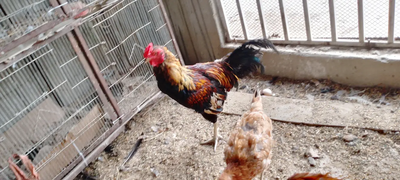 ghr ki hens he sb ek sath sell krna he muijh — photo 3