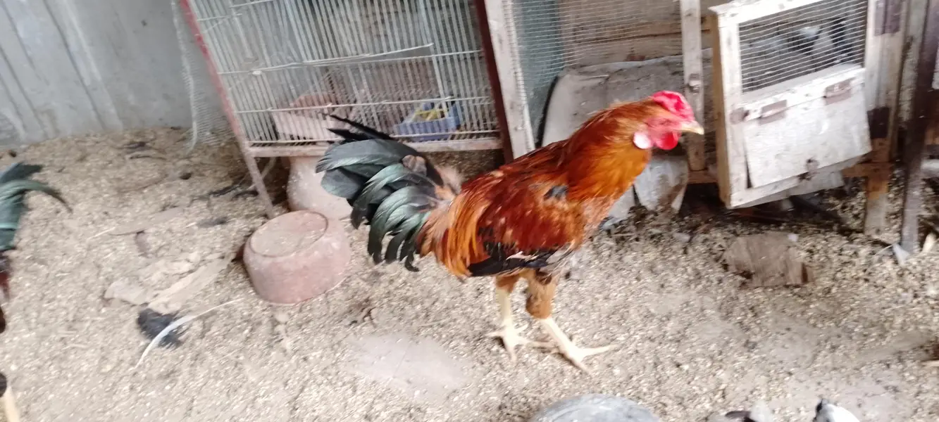 ghr ki hens he sb ek sath sell krna he muijh — photo 4