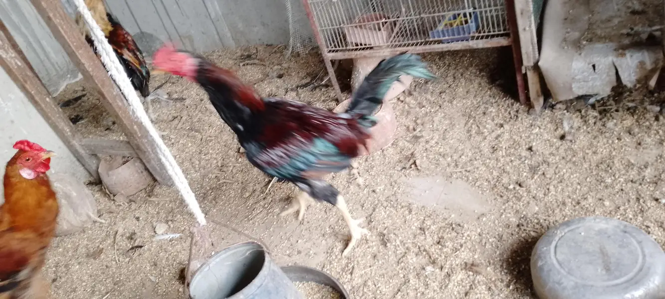ghr ki hens he sb ek sath sell krna he muijh — photo 5