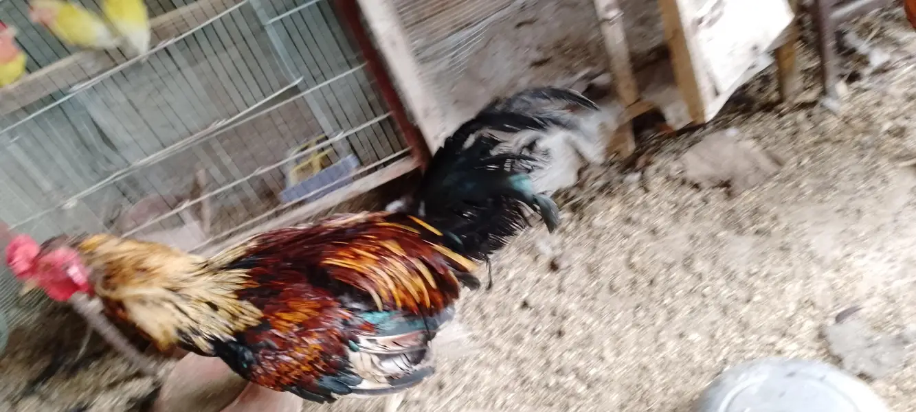 ghr ki hens he sb ek sath sell krna he muijh — photo 6