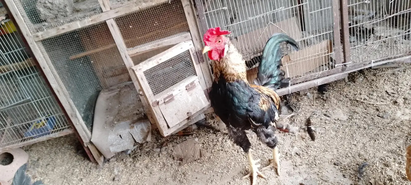 ghr ki hens he sb ek sath sell krna he muijh — photo 7