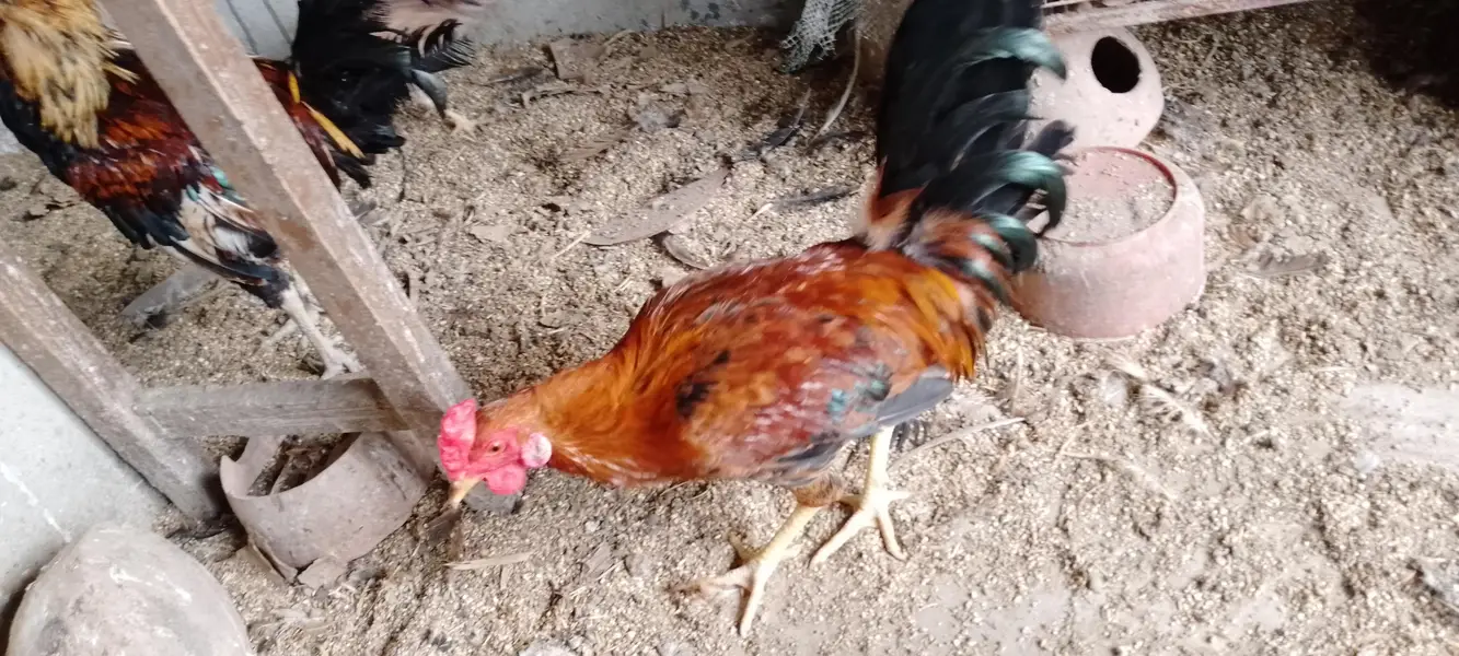 ghr ki hens he sb ek sath sell krna he muijh — photo 8