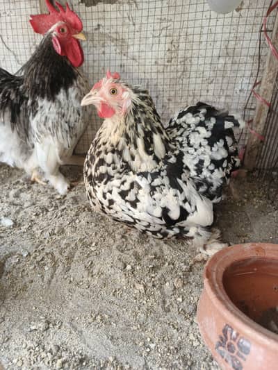 fancy male female