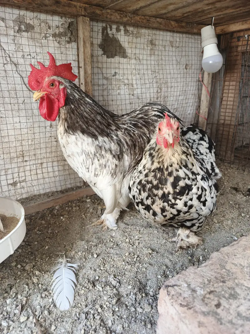 fancy male female — photo 2