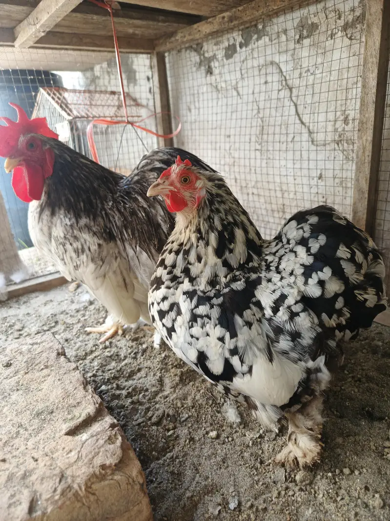 fancy male female — photo 3
