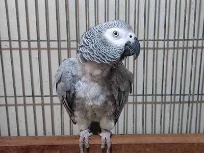 Grey Parrot Female