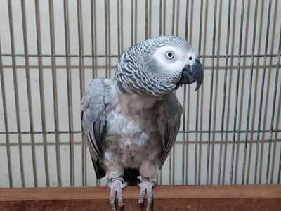 Grey Parrot Female