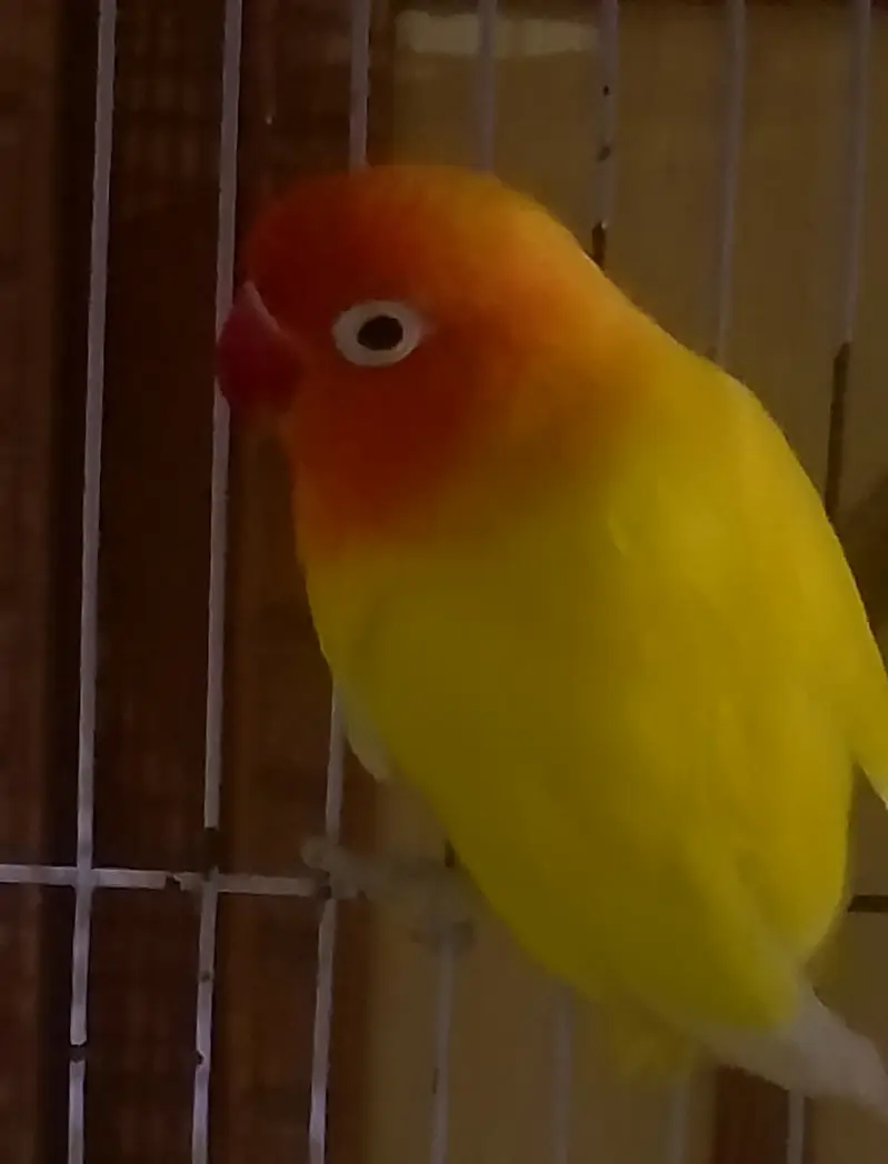 Suncounore talking dancing male whtsp 03007835589 — photo 5