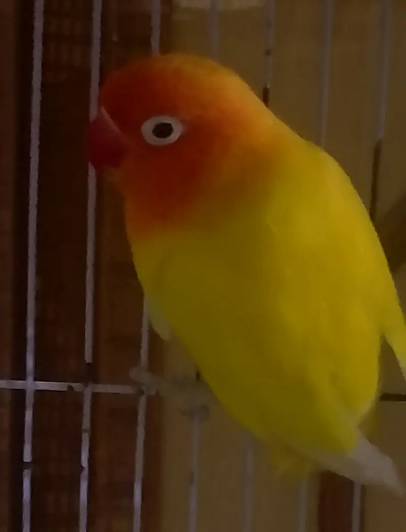 Suncounore talking dancing male whtsp 03007835589 — photo 6