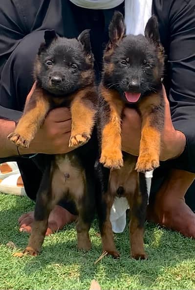 German Shepherd long coat pair for sale 03133439694