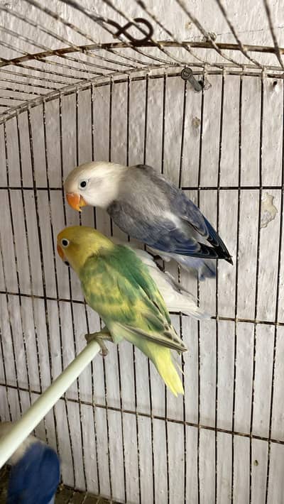 Pair of love bird
