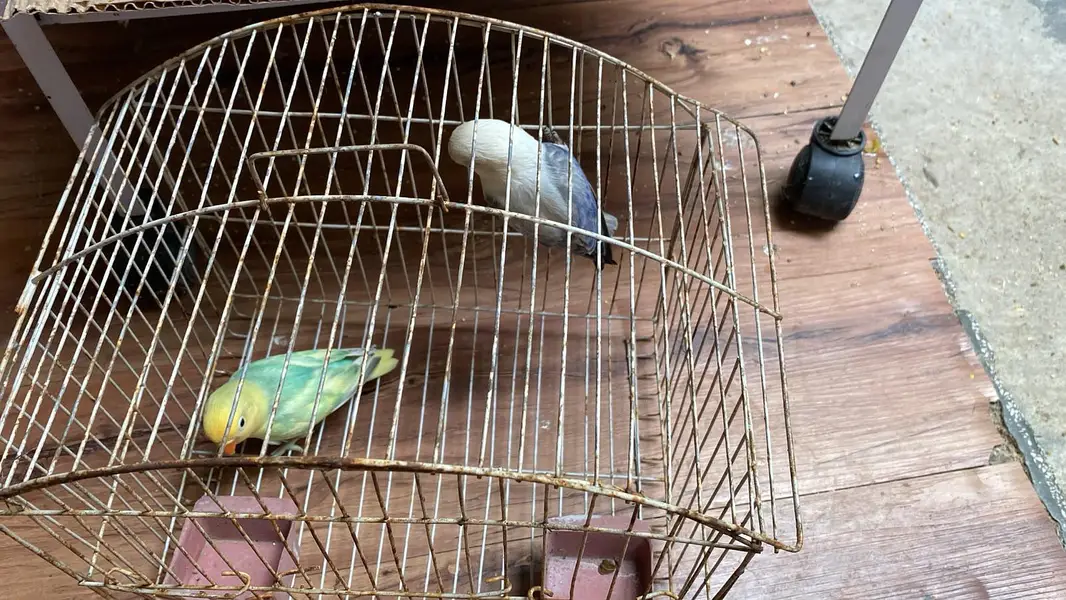Pair of love bird — photo 2