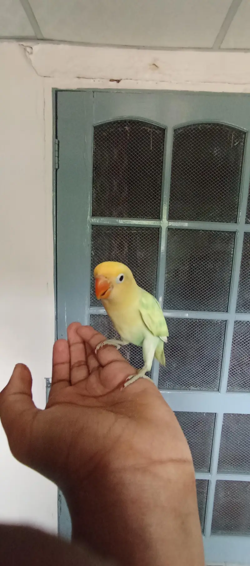 Pair of love bird — photo 3