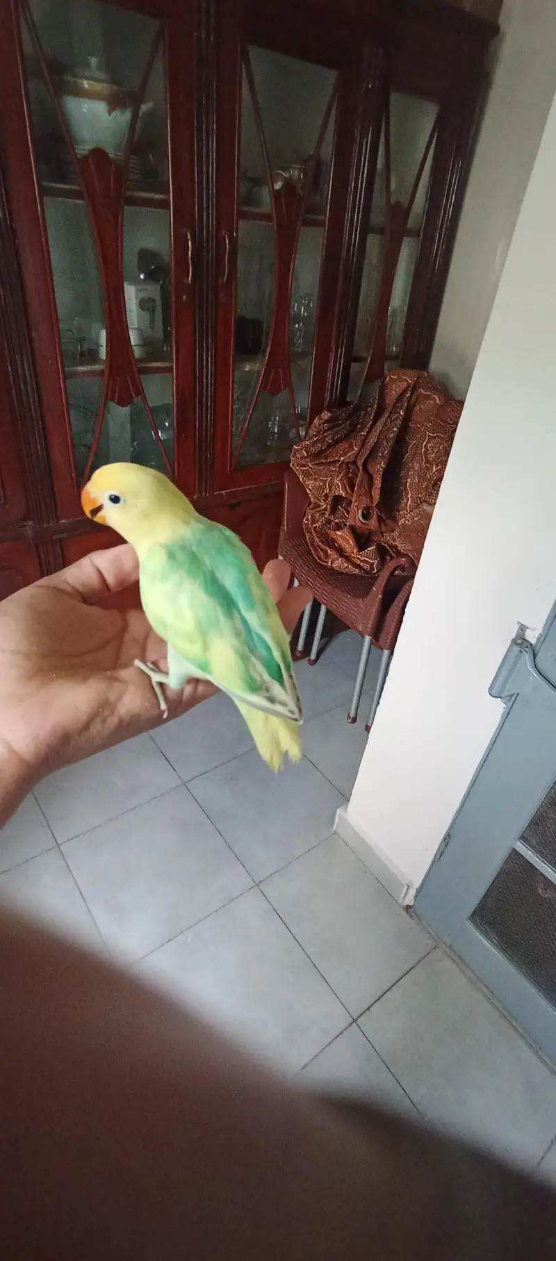 Pair of love bird — photo 4