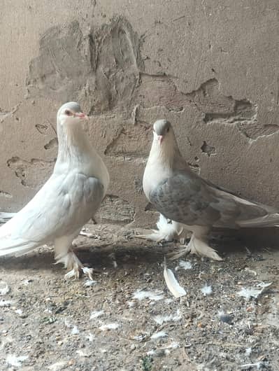silver lahoreee sherazi breeder pair 03068884271