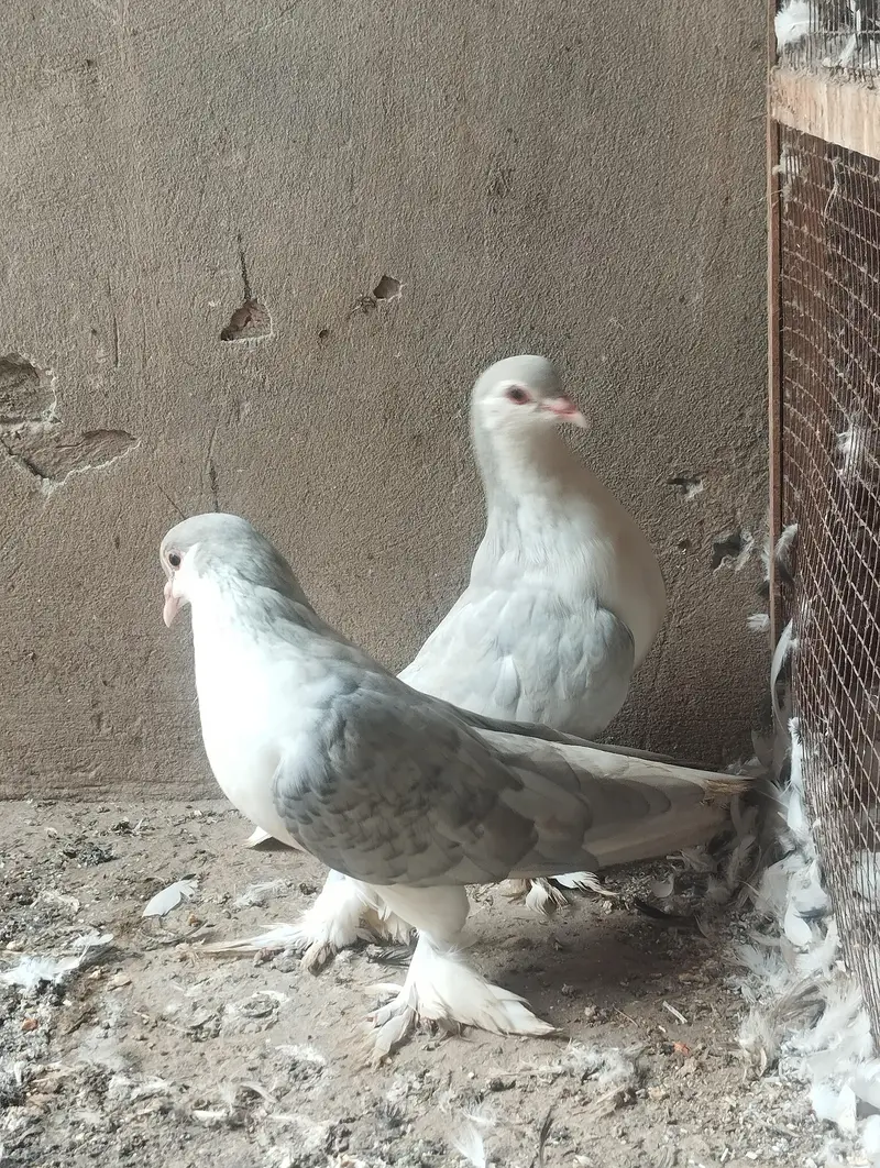 silver lahoreee sherazi breeder pair 03068884271 — photo 3