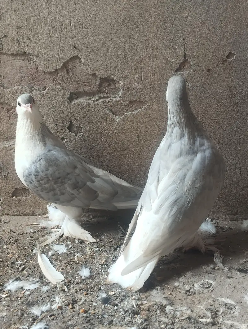 silver lahoreee sherazi breeder pair 03068884271 — photo 4