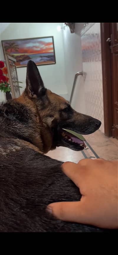 Friendly Dog for sale on cheep price only interested persons DM