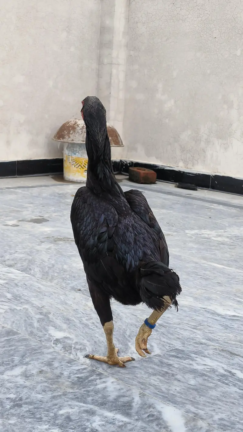 Aseel shamoo female eggs laying — photo 4