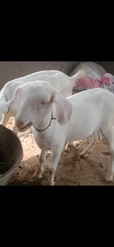 barbry goat
