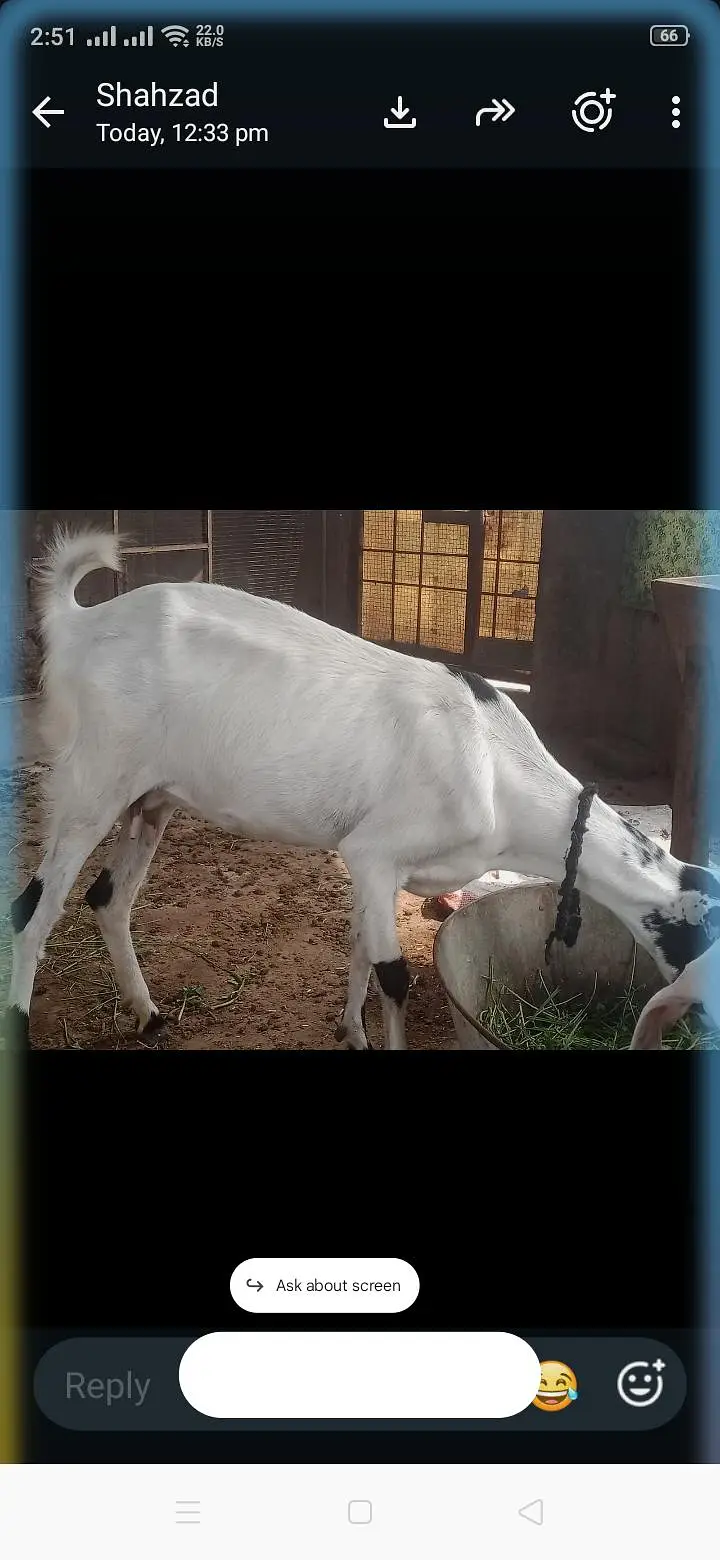 barbry goat — photo 2