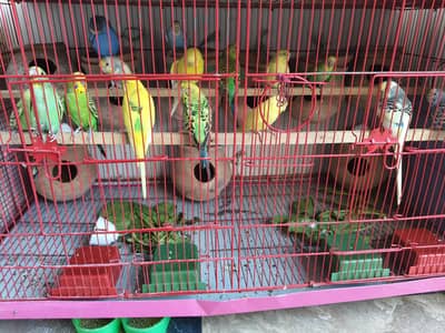 breeder pair