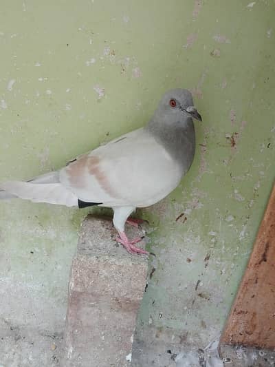 kasni lalban male for sale