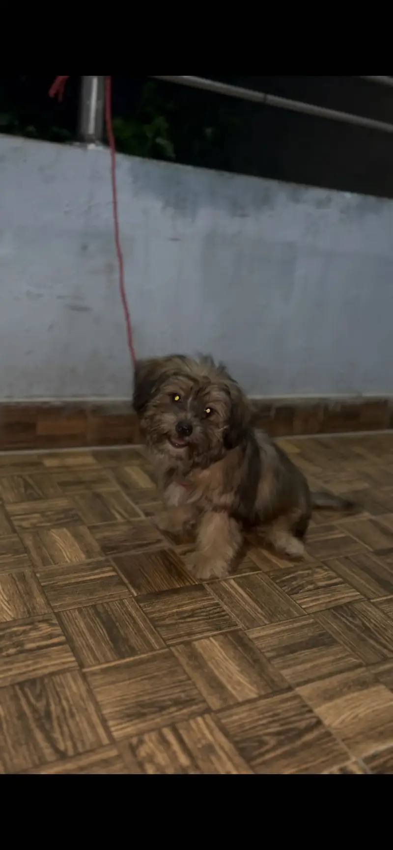 Shitzu female rare color — photo 2