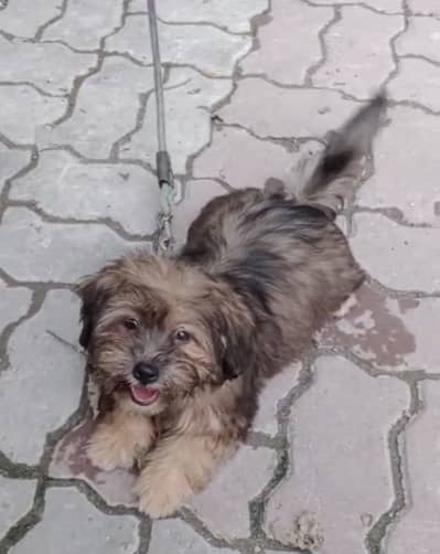 Shitzu female rare color