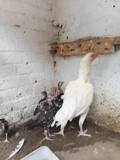 Pure Heera Aseel breeder female