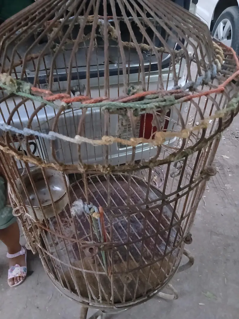 cage for parrot