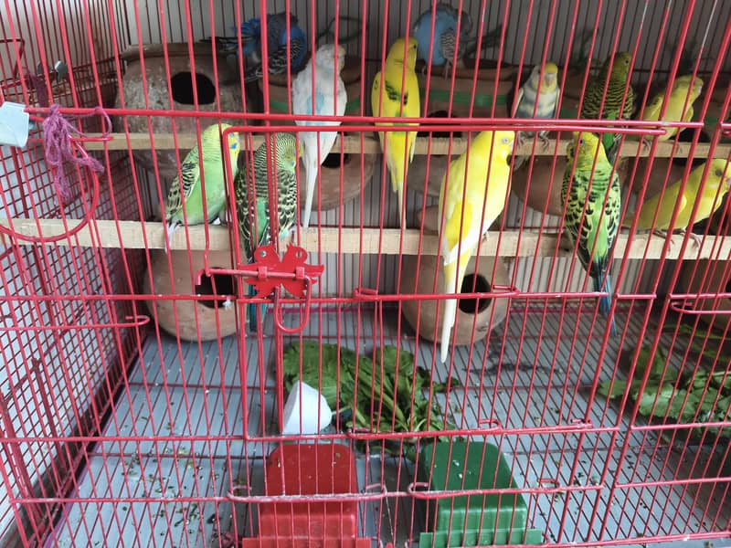 breeder pair 1