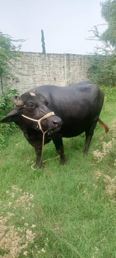 8 months ki gabban buffalo bhains maj