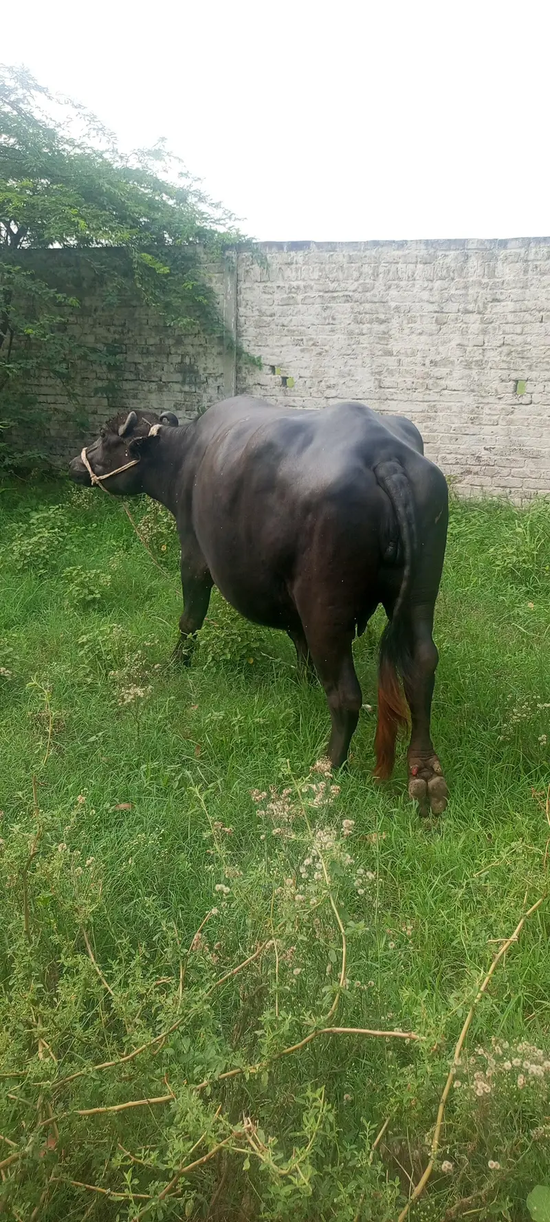 8 months ki gabban buffalo bhains maj — photo 2