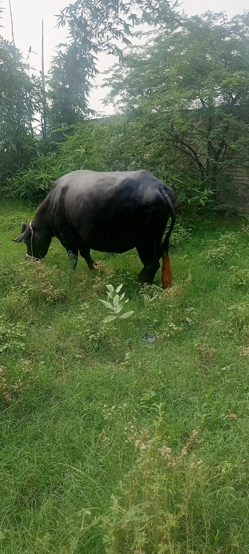 8 months ki gabban buffalo bhains maj — photo 3