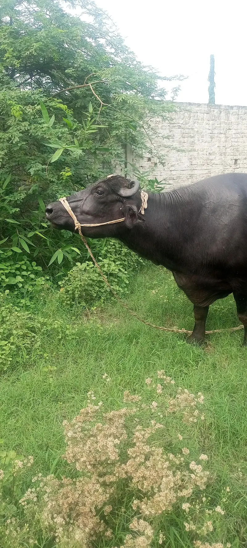 8 months ki gabban buffalo bhains maj — photo 4