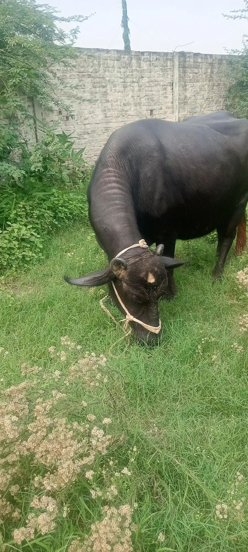 8 months ki gabban buffalo bhains maj — photo 5
